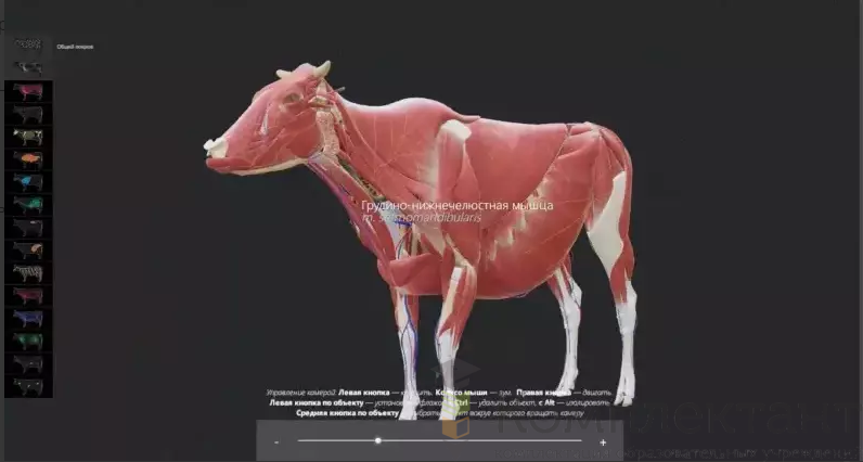 Интерактивный ветеринарный атлас Инноватор  Vet Anatomy 75"